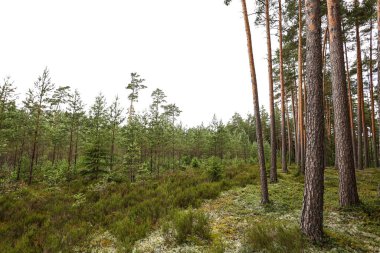 Evergreen ve orman manzarası küçük yeni çam ağaçları ile. Fotoğraf bulutlu bir yaz gününde çekildi..