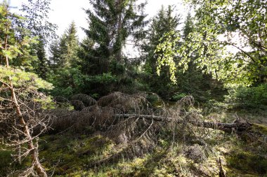Ormandaki eski, devrilmiş ağacın manzarası. Fotoğraf sıcak bir yaz gününde çekildi..