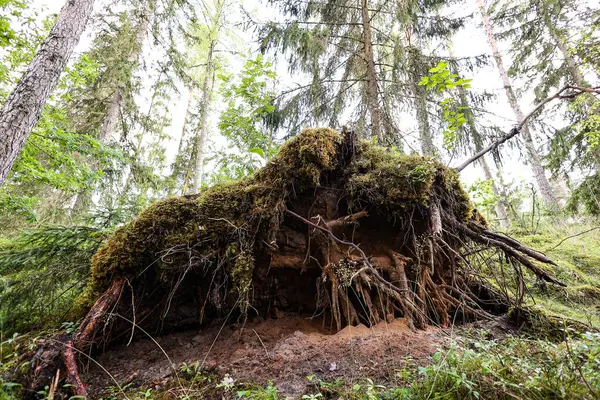 Kökleri yerden sarkan devrilmiş bir ağaç. Fotoğraf sıcak bir yaz gününde çekildi..