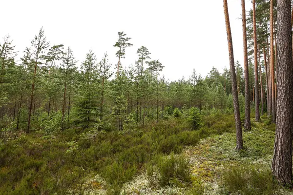 Evergreen ve orman manzarası küçük yeni çam ağaçları ile. Fotoğraf bulutlu bir yaz gününde çekildi..