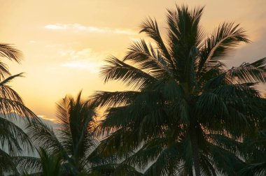 sunset background. Palm on sunrise. Silhouette palm tree at tropical beach on sunset sky abstract background. Nature environment and travel freedom concept. . High quality photo