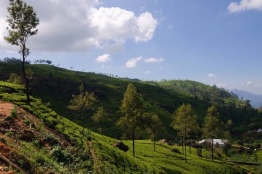 Çay tarlası, çay ağaçları, çay çalıları, Sri Lanka dağları. Yüksek kalite fotoğraf