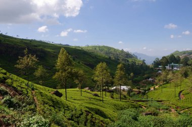Çay tarlası, çay ağaçları, çay çalıları, Sri Lanka dağları. Yüksek kalite fotoğraf