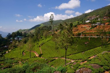 Çay tarlası, çay ağaçları, çay çalıları, Sri Lanka dağları. Yüksek kalite fotoğraf