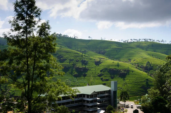 Çay tarlası, çay ağaçları, çay çalıları, Sri Lanka dağları. Yüksek kalite fotoğraf