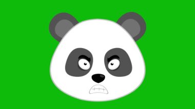 Kızgın bir ifadeyle video animasyon çizgi film pandası. Yeşil krom anahtar arka planında