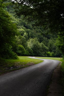 Dolambaçlı bir asfalt yol yemyeşil bir ormanda kıvrılır. Sarkık ağaçlar bir tepe örtüsü oluşturur, önümüzde uzanan yolda ışık saçar..