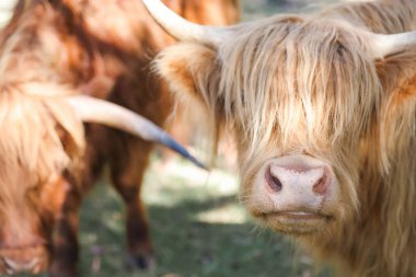 İki dağ ineği sakince tarlada otluyor.