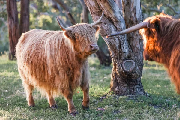 两只高原奶牛平静地在田里吃草 — 图库照片