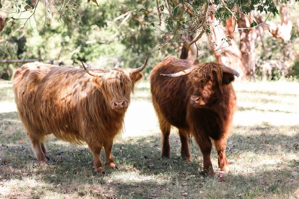 Dwie Góralskie Krowy Spokojnie Pasą Się Polu — Zdjęcie stockowe