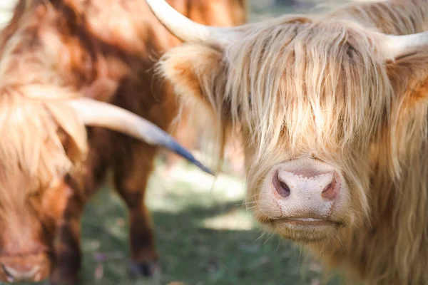 İki dağ ineği sakince tarlada otluyor.