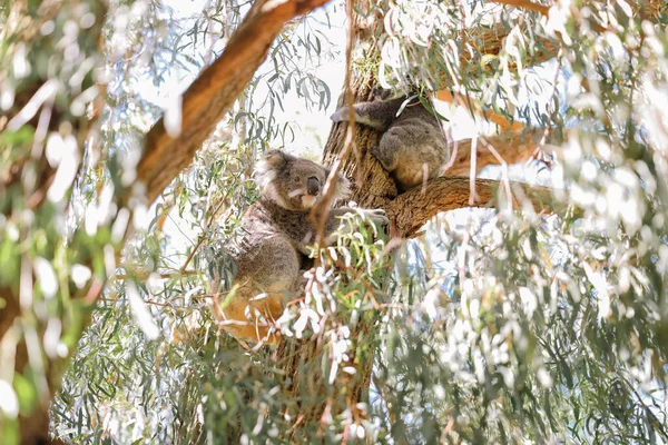 Moeder Baby Koala Zitten Samen Australische Eucalyptus Boom — Stockfoto
