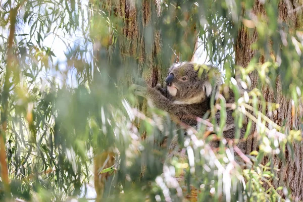 Koala Zittend Kauwgom Boom Gedeeltelijk Bedekt Door Bladeren — Stockfoto