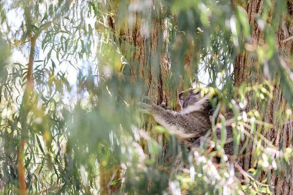 Koala Zittend Kauwgom Boom Gedeeltelijk Bedekt Door Bladeren — Stockfoto