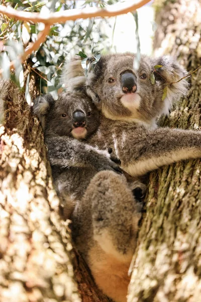 Mãe Bebê Coala Sentados Juntos Árvore Eucalipto Australiano — Fotografia de Stock