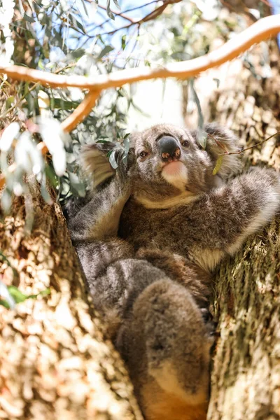 Moeder Baby Koala Zitten Samen Australische Eucalyptus Boom — Stockfoto