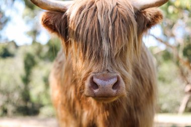 Altın öğlen güneşi altında tarlada dikilen tek bir dağ ineği