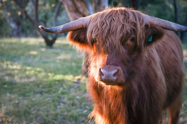 在金色午后的阳光下 一头高原地区的奶牛站在田野里 闭着脸 — 图库照片