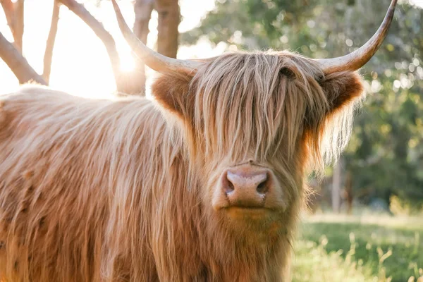 stock image Single highland cow standing in field in golden afternoon sun close up of face