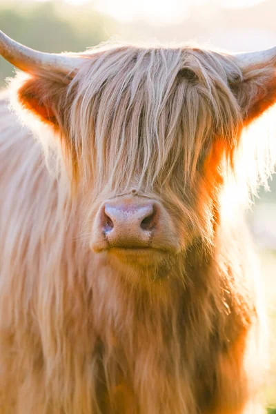 stock image Single highland cow standing in field in golden afternoon sun close up of face