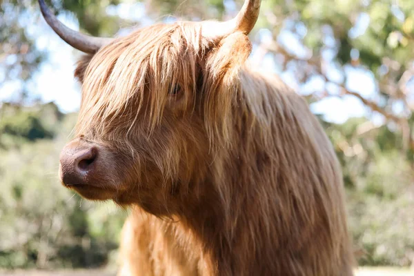 Stock image Single highland cow standing in field in golden afternoon sun close up of face