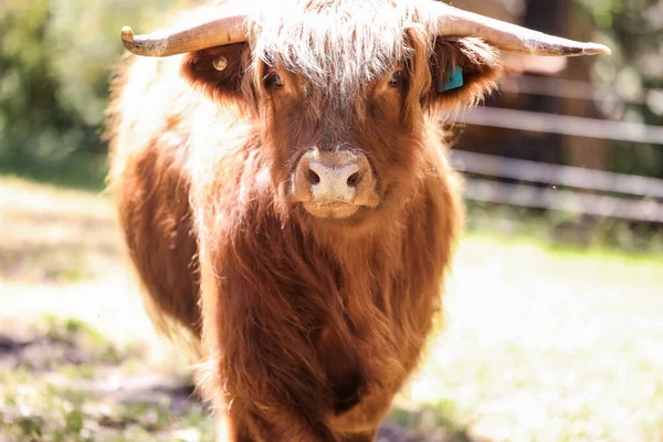 金色午后的阳光照射在田野里的一头高原奶牛 — 图库照片