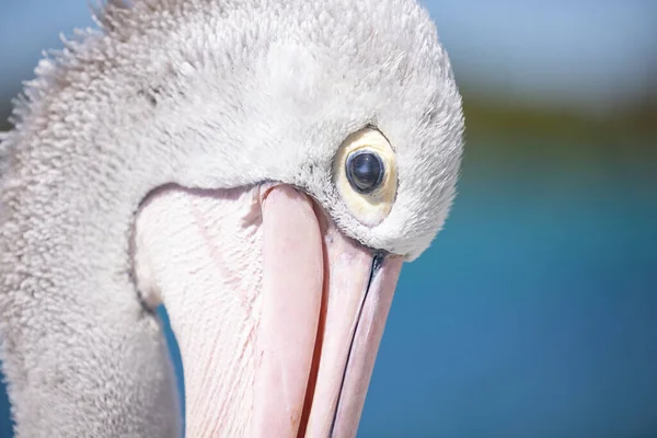 Pelikan Relaksujący Się Przystani Przy Morzu Bliska — Zdjęcie stockowe