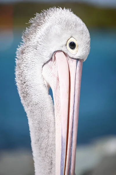 Pelikan Deniz Kenarındaki Marinada Dinleniyor Yakın Plan — Stok fotoğraf