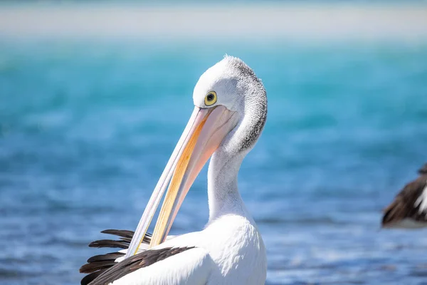 Pelikan Entspannt Yachthafen Meer Aus Nächster Nähe — Stockfoto