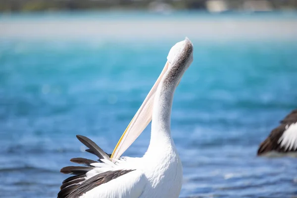 Pelikan Entspannt Yachthafen Meer Aus Nächster Nähe — Stockfoto
