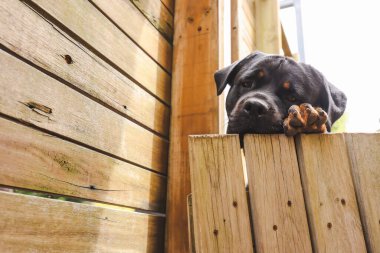 Büyük erkek rottweiler ahşap çitin üzerinden dikizliyor.