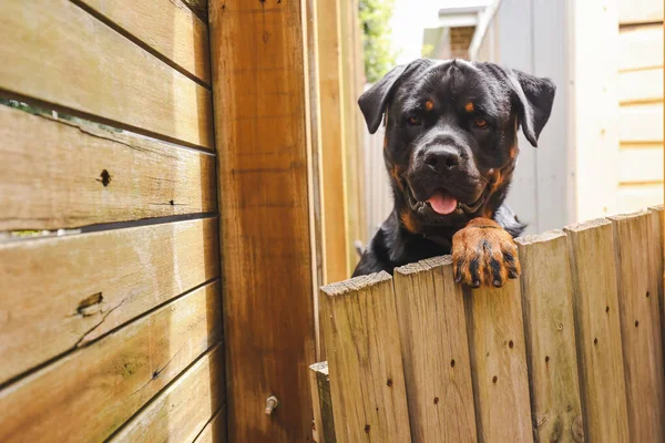 Büyük erkek rottweiler ahşap çitin üzerinden dikizliyor.