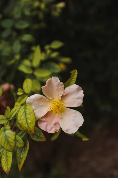 Delicado Rosa Rosa Flores Plena Flor Quintal Jardim Cottage — Fotografia de Stock