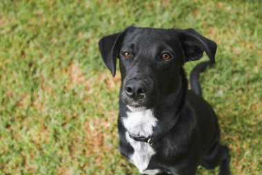 Siyah Kelpie Labrador 'da melez bir ırk. İtaat eğitimi sırasında dik oturuyor.