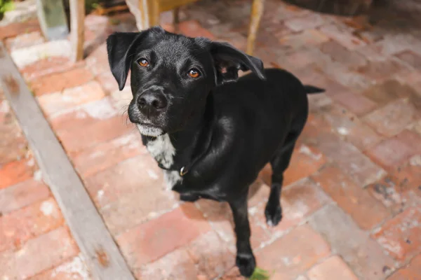 Vibrant Szczęśliwy Czarny Pies Bawi Się Domu Podwórku Jasny Wiosenny — Zdjęcie stockowe