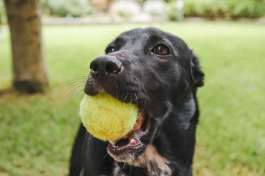 Enerjik siyah Kelpie x Labrador melez köpeği arka bahçede tenis topuyla oynuyor.