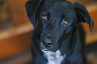 Siyah Kelpie x Labrador arka güvertede oturuyor. Evde rahat genç bir köpek var..