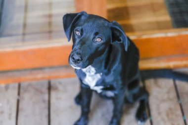 Siyah Kelpie x Labrador arka güvertede oturuyor. Evde rahat genç bir köpek var..