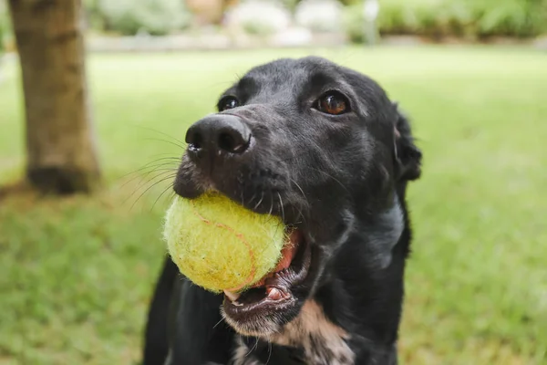 精力的な黒ケルピーXラブラドール混合品種の犬はテニスボールと裏庭で屋外で遊んでいます — ストック写真