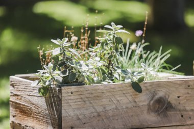 Kırsal ahşap bir bahçe, güneşli bir bahar gününde