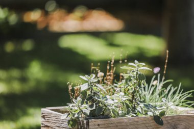 Kırsal ahşap bir bahçe, güneşli bir bahar gününde