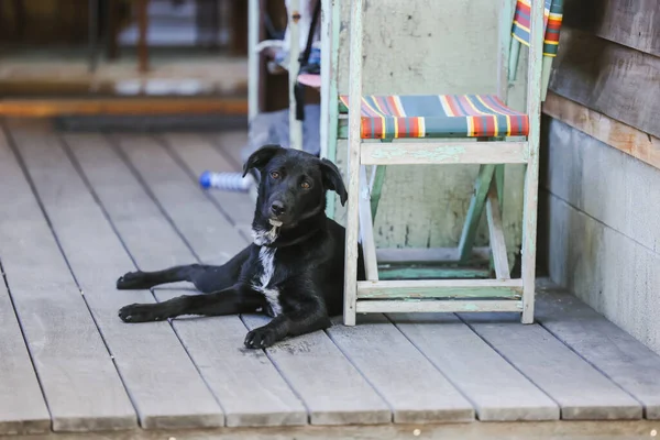 Black Kelpie Labrador Auf Dem Rückdeck Entspannter Junger Hund Hause — Stockfoto