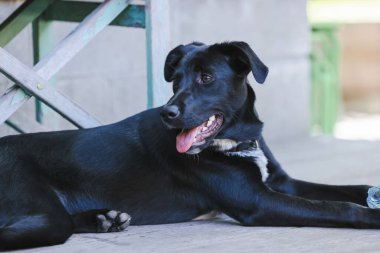 Genç siyah kelpie x labrador cins köpek baharda arka bahçede boş şişeyle oynuyor.