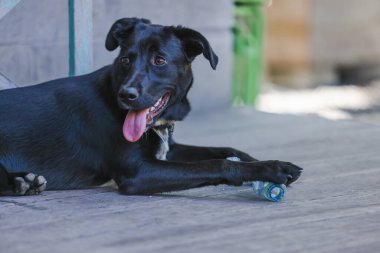 Genç siyah kelpie x labrador cins köpek Bir bahar günü arka bahçede oyuncak halatla oynuyor