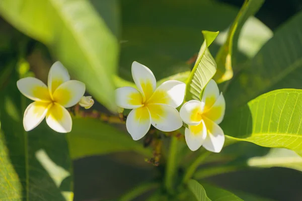Frangipani Flowers Yellow White Tropical Garden Summertime — Stock Photo, Image