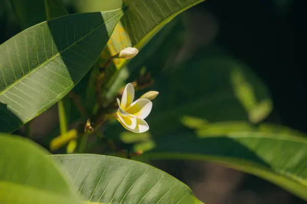Frangipani Flowers Yellow White Tropical Garden Summertime — Stock Photo, Image