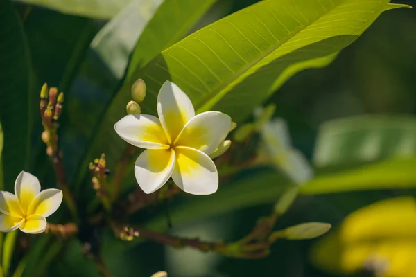 Frangipani Kwiaty Żółto Białe Tropikalny Ogród Okresie Letnim — Zdjęcie stockowe
