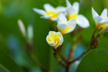 Frangipani çiçekleri sarı ve beyaz. Yaz mevsiminde tropik bahçe