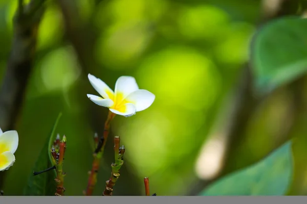 Frangipani Flori Galben Alb Grădina Tropicală Timpul Verii — Fotografie, imagine de stoc