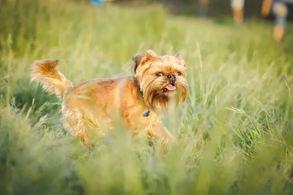 Brüksel Griffon köpeği parktaki uzun çimlerde koşuyor.